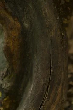 This is a closeup view capturing the texture of a tree trunk in the woods Stock Photos