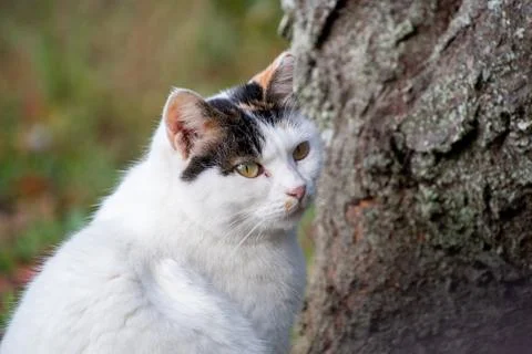 A closeup view of a cat face. Foto stock