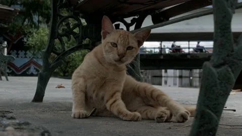 Closeup view, cat resting under the chair in open space area 스톡 동영상 132530720