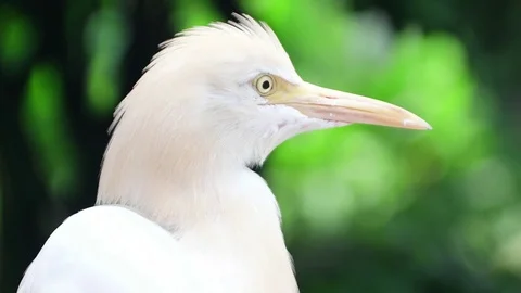 Closeup view of Cattle Egret (Bubulcus Ibis) sitting at nest and cleaning its Stock Footage 83435926