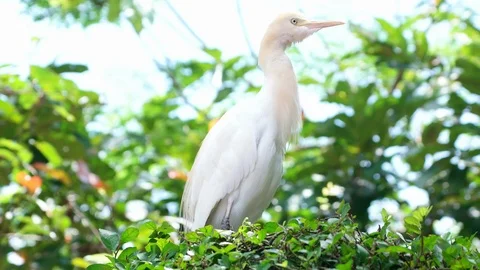 Closeup view of Cattle Egret (Bubulcus Ibis) sitting at nest Stock Footage 90255702
