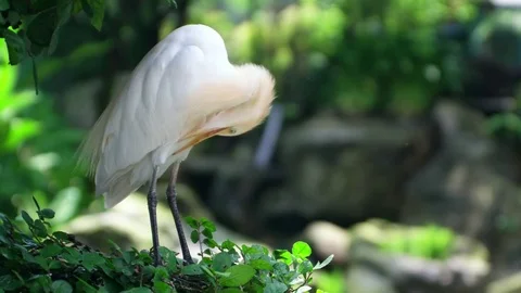 Closeup view of Cattle Egret sitting at nest and cleaning its feathers. Stock Footage 83425571