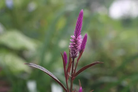 Closeup view of celosia argentea Stock Photos