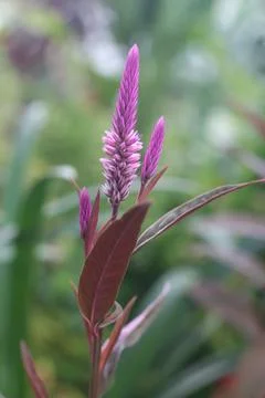 Closeup view of celosia argentea Stock Photos