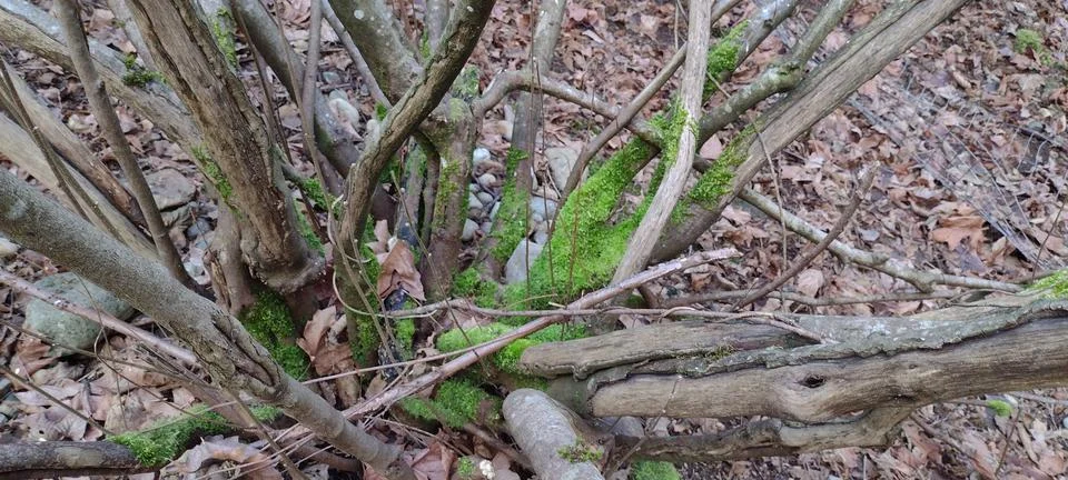 Closeup view of center base of bare shrub branches Stock Photos