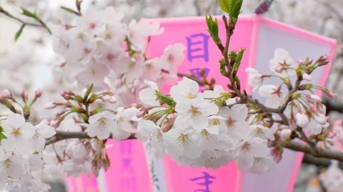 Closeup view of cherry blossom and lantern of Meguro River Sakura Festival. Stock Footage 120346478