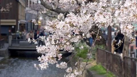 Closeup view of cherry blossoms branch. Stock-Footage 112585615