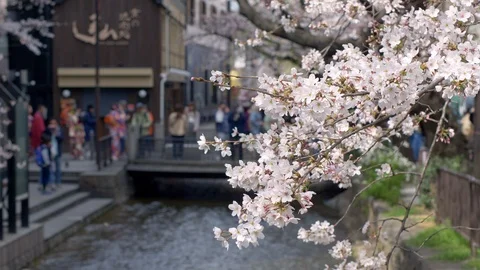 Closeup view of cherry blossoms branch. Selective focus on a flower with blurred Stock Footage 126539551