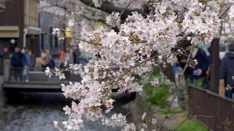 Closeup view of cherry blossoms branch. Stock Footage 129097100