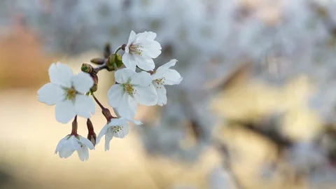 Closeup view of cherry blossoms. Selective focus on a flower with blurred Stock Footage 127475429