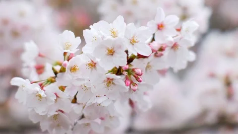 Closeup view of cherry blossoms. Selective focus on a flower with blurred Stock Footage 129096919