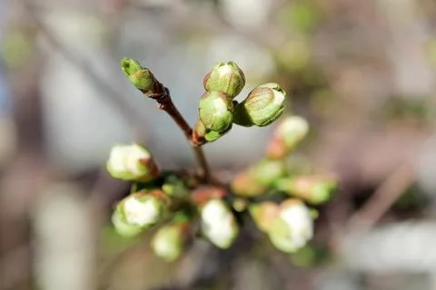 The closeup view of cherry blossoms in the spring Stock Photos