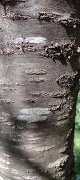 Closeup view of a cherry trees bark color and texture Foto stock