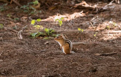 Closeup view of a chipmunk sitting on the ground beside its hole in brown soi Stock Photos