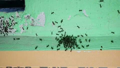 Closeup view of cluster of black crazy ants moving actively on surface outdoo Stock Footage 335520540