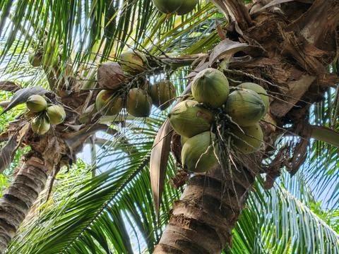 Closeup view of a cluster of coconuts hanging from a coconut tree Foto stock
