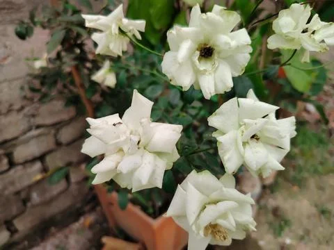 Closeup view of a cluster of delicate white roses in a terracotta pot with .. 스톡 사진