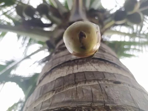 Closeup view of coconut falling from its tree Stock Photos