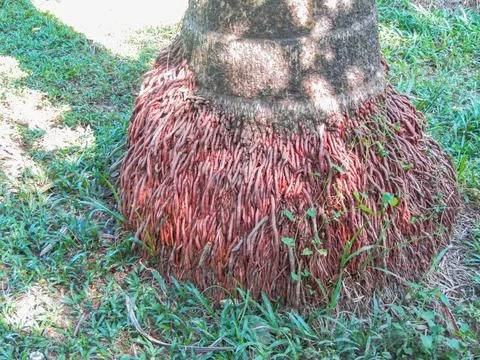 Closeup View of coconut tree base with red color roots Stock Photos