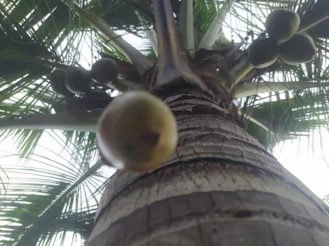 Closeup view of coconut tree from the bottom Stock Photos