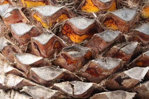 Closeup view of Coconut trunk. Bark of palm tree Stock Photos