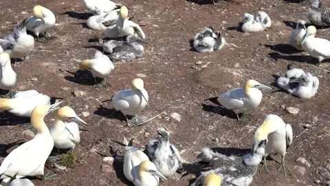 Closeup view of a colony of gannets Stock Footage 143213192