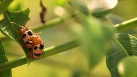 Closeup view of colorful bugs mating on green plant leaves under sunlight in HD Stock Footage 157494829