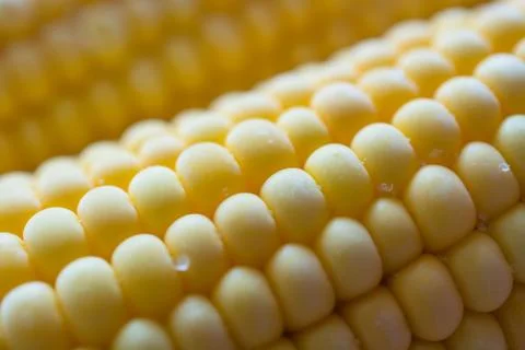 Closeup view of corn cob. Stock Photos