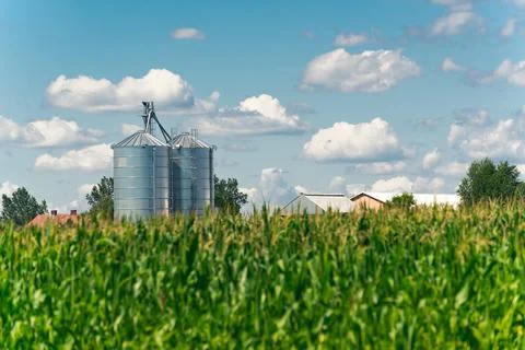 Closeup view of the corn field on a sunny day Stock Photos