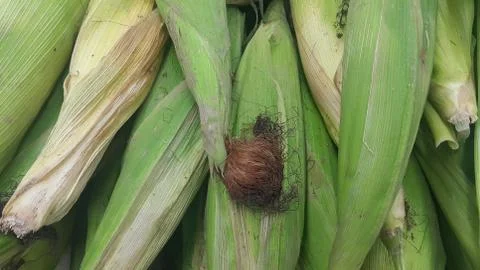 Closeup view of corncob surrounded with green leaves Foto stock