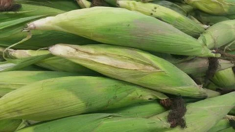 Closeup view of corncob surrounded with green leaves Foto stock