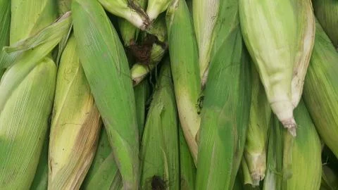 Closeup view of corncob surrounded with green leaves Stock Photos