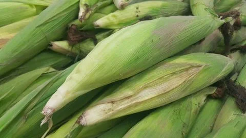 Closeup view of corncob surrounded with green leaves Stock Photos