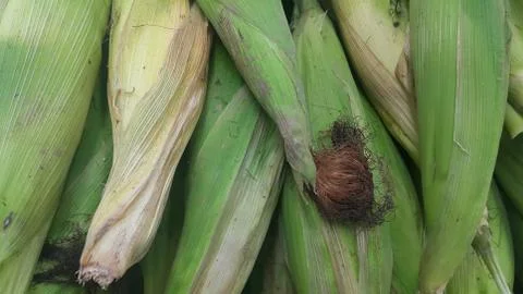 Closeup view of corncob surrounded with green leaves Stock Photos