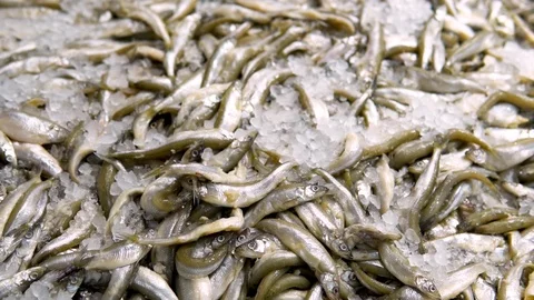 Closeup view of counter of fresh and frozen sea food in a store in slow motion Stock Footage 119837220