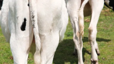 Closeup view of the cow hind legs, udder, and tail. The cows are grazing in a Stock Footage 307874948