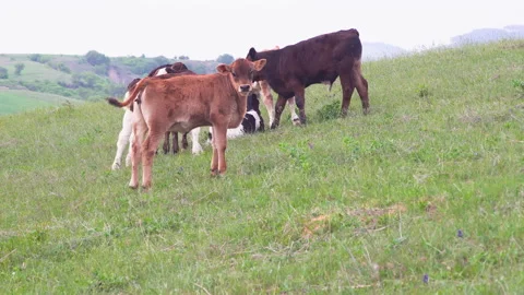 Closeup view of cows standing in the field Stock Footage 142199221