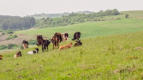 Closeup view of cows standing in the field Stock Footage 142199665