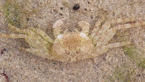 Closeup view of a crab lying under water in sea sand with zooming in motion Stock Footage 73025681