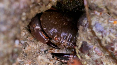 Closeup view of crab sitting under a stone Stock Footage 53202390