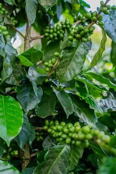 Closeup view of a creen coffee bean plantation in Costa Rica Stock Photos