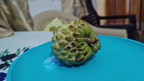 Closeup view of custard apple placed on plate showing natural texture and f.. Vídeos de archivo 335880331