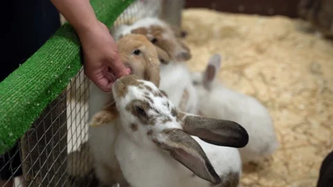 Closeup view of cute brown and white rabbits. Kid feeding animals with carrot Stock-Footage 136870959