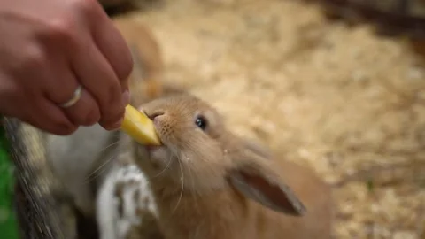 Closeup view of cute brown and white rabbits. Kid feeding animals with carrot Stock Footage