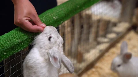 Closeup view of cute brown and white rabbits. Kid feeding animals with carrot Stock Footage 137485657