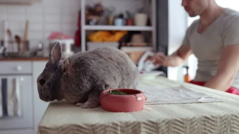 Closeup view of cute brown and grey rabbit eating with owner on table. Stock Footage 283922163