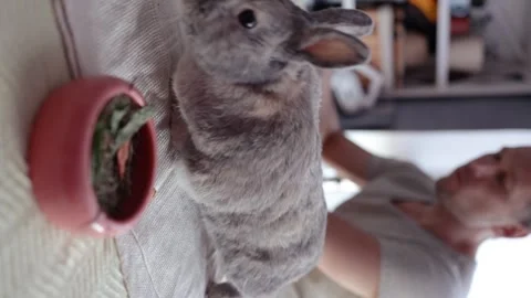 Closeup view of cute brown and grey rabbit eating with owner on table. Stock Footage 283922176