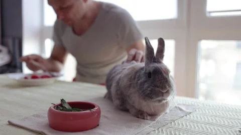 Closeup view of cute brown and grey rabbit eating with owner on table. Stock Footage 283922181