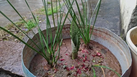 Closeup view of cylindrical snake plant in outdoor home garden showing upri.. Vídeos de archivo 337038618