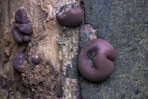 Closeup view of Daldinia concentrica Stock Photos